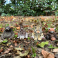 Cute Animal Zoo Figurines-Tiger, Giraffe, Sloth And Red Panda